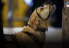 Shourya Dog Bomb Detection at Dehu Palkhi Sohala