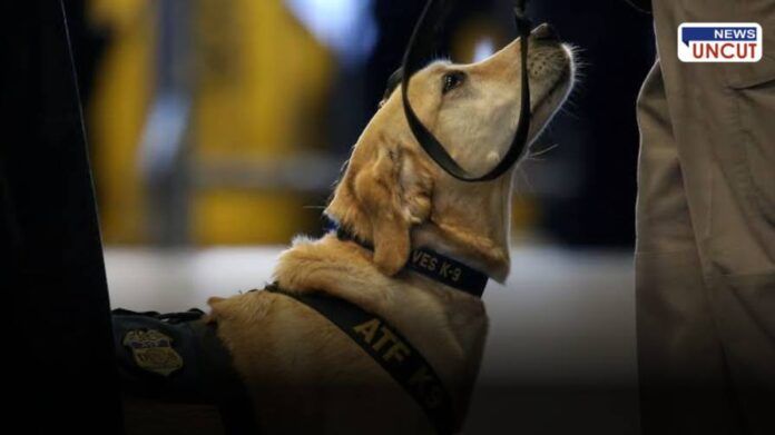 Shourya Dog Bomb Detection at Dehu Palkhi Sohala