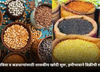 तेलबिया व कडधान्यांसाठी शासकीय खरेदी सुरू, हमीभावाने विक्रीची संधी