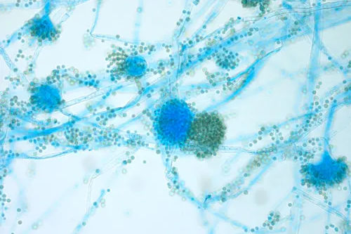 Labomed CxL Microscope Advantages