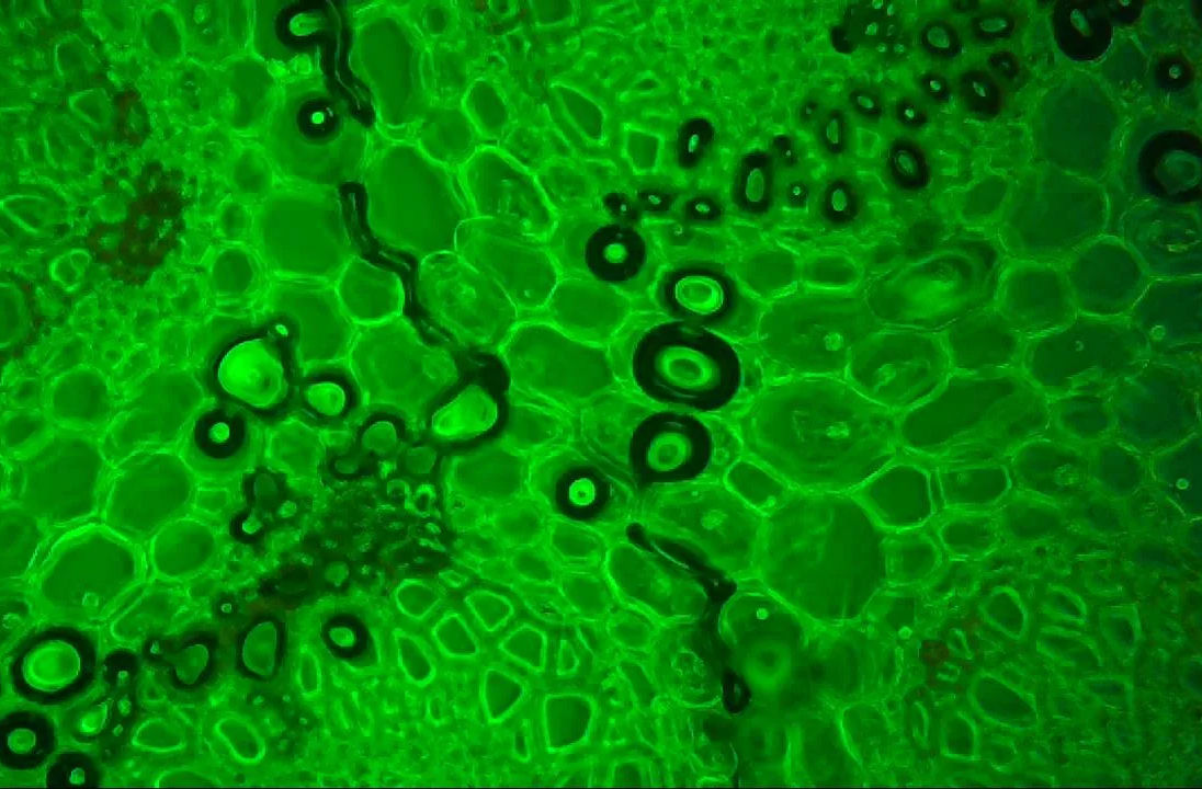Labomed Lx 400 Microscope Advantages