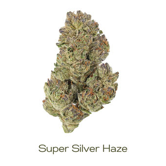 Super Silver Haze