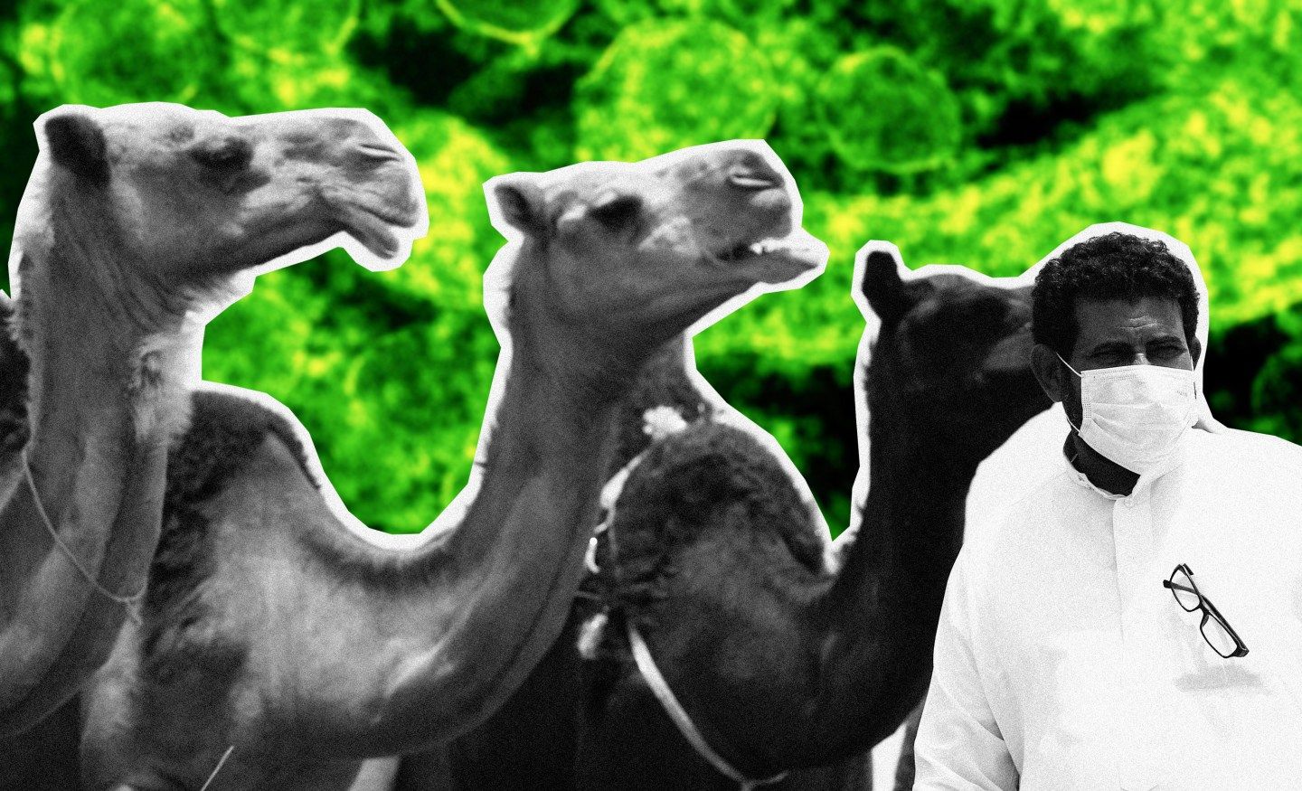 Handout transmission electron micrograph shows particles of the Middle East respiratory syndrome (MERS) coronavirus