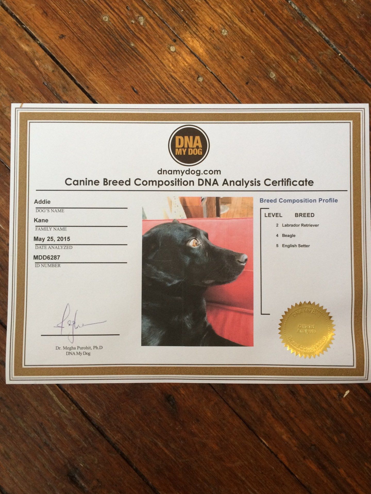 What You Should Know Before You Test Your Dog’s DNA