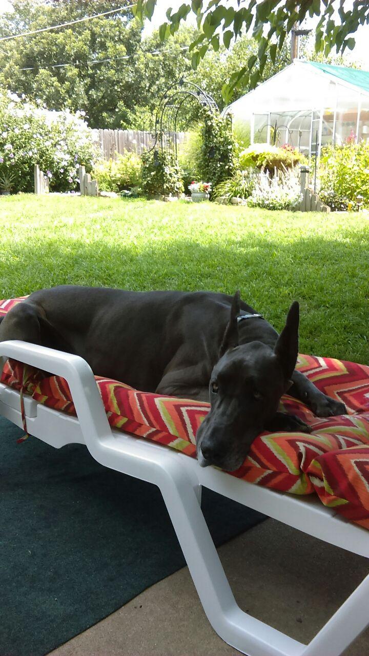 Purina fights lawsuit claiming Beneful makes dogs deathly ill