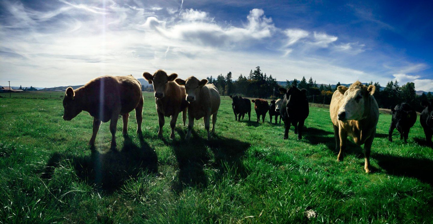 This Startup Lets You Buy a Cow With Strangers on the Internet
