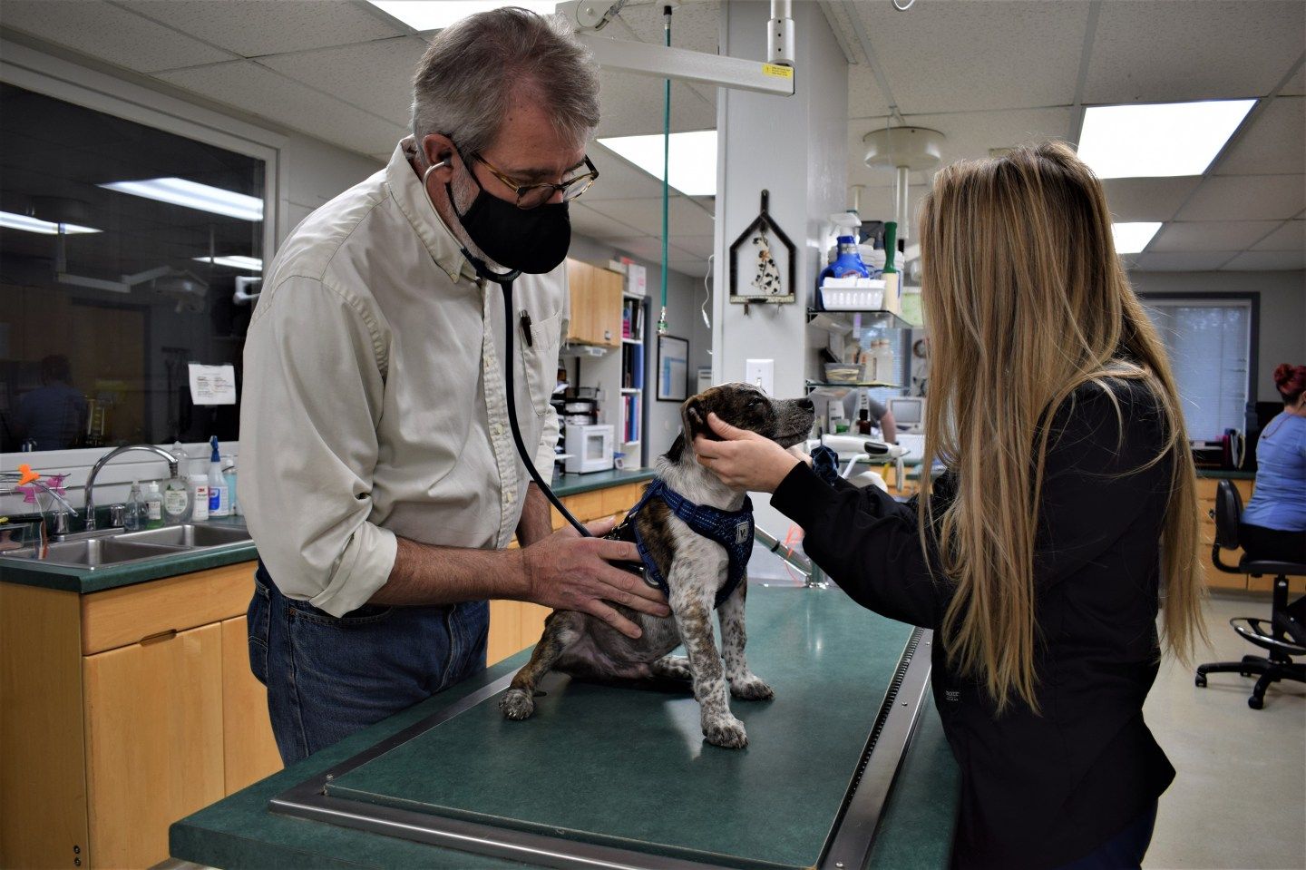 Vet shortages are the latest wrinkle in the pandemic puppy boom