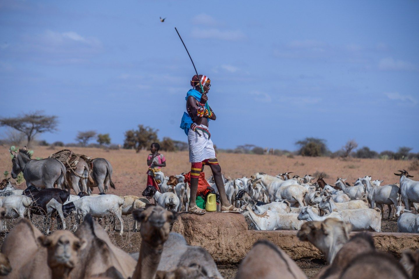 In Kenya, a blockchain-powered climate insurance initiative delivered preemptive cash payments to livestock herders in advance of a drought.