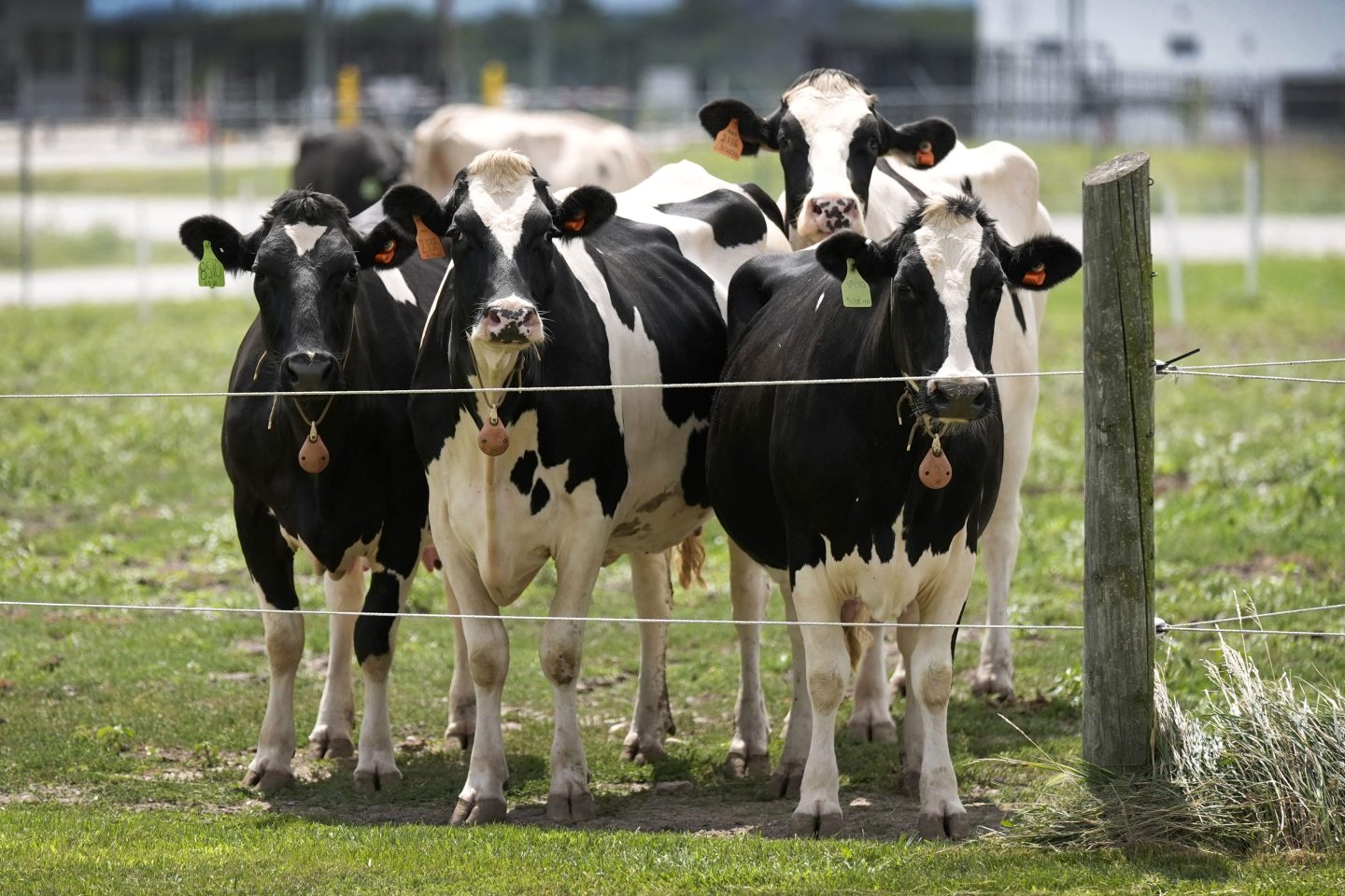 Dairy cows stand in a field outside of a milking barn at the U.S. Department of Agriculture's National Animal Disease Center research facility in Ames, Iowa, on Aug. 6, 2024. 