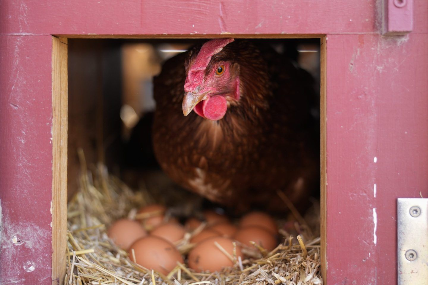 A Red Star hen, a hybrid breed that lays large brown eggs, stands on eggs inside her coop at Historic Wagner Farm, on Feb. 7, 2025, in Glenview, Ill.