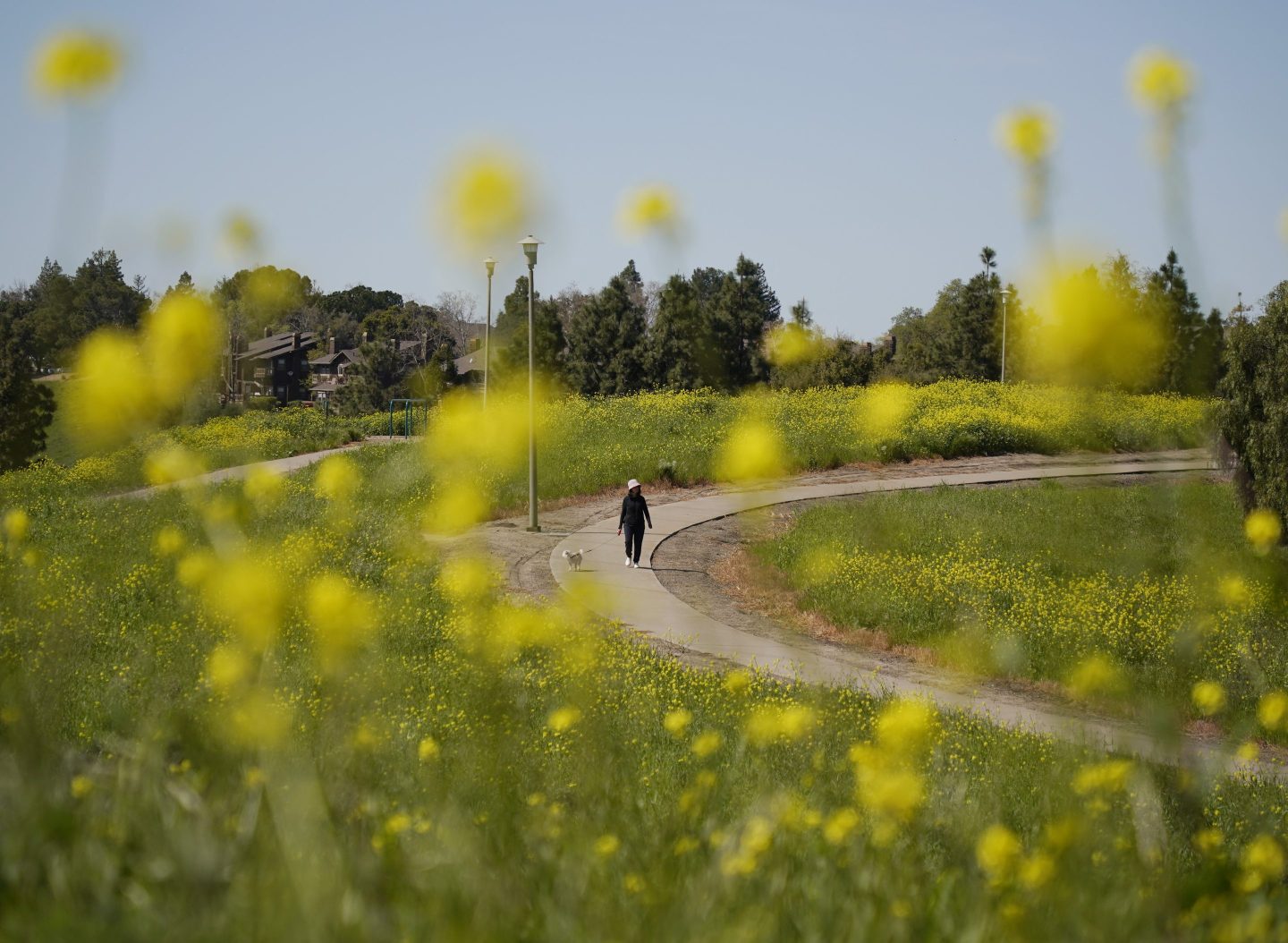 A woman enjoys blooming rapeseed flowers at a park on in Fremont, Calif.