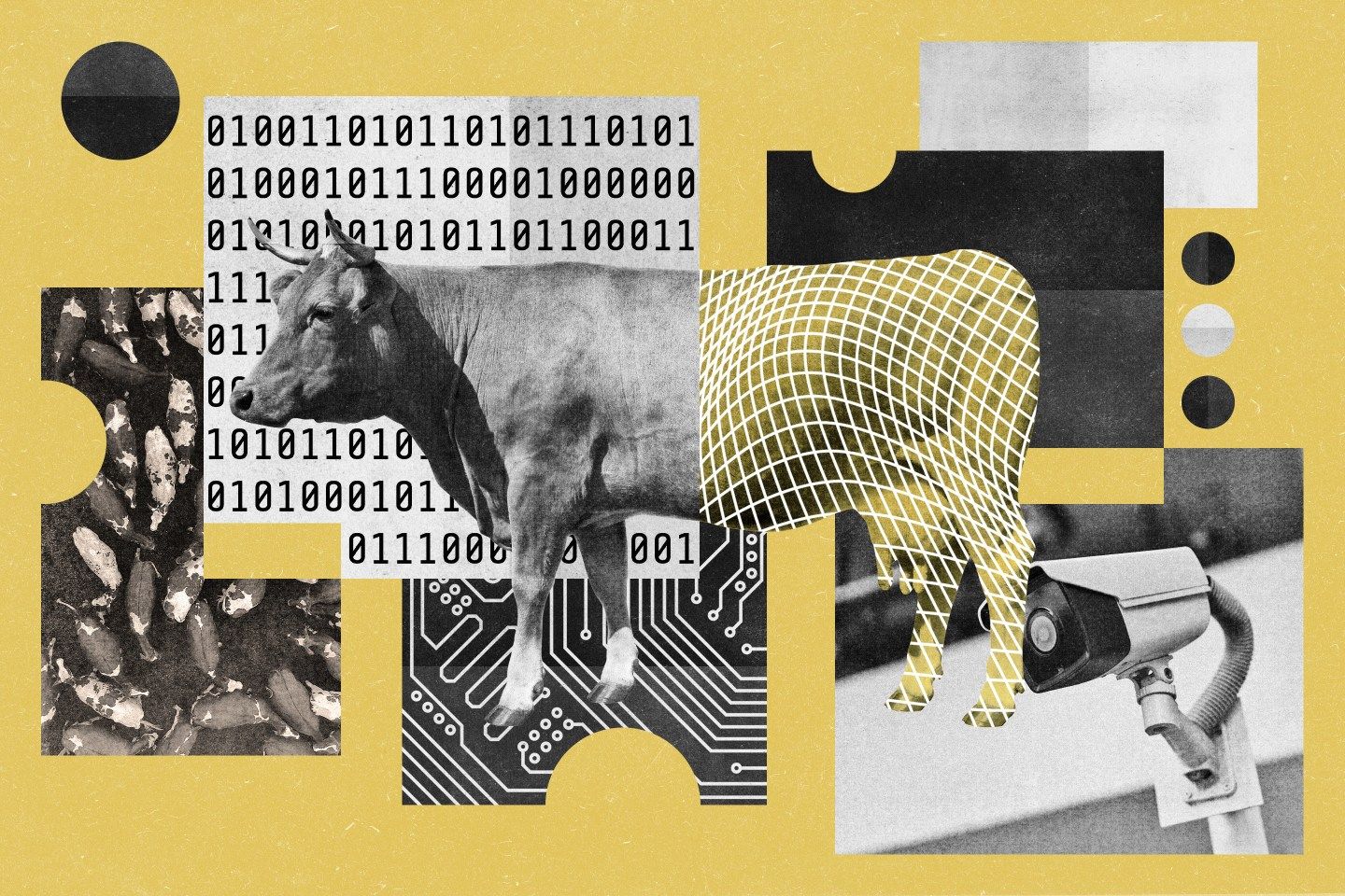 AI on the farm: The startup helping farmers slash losses and improve cows’ health