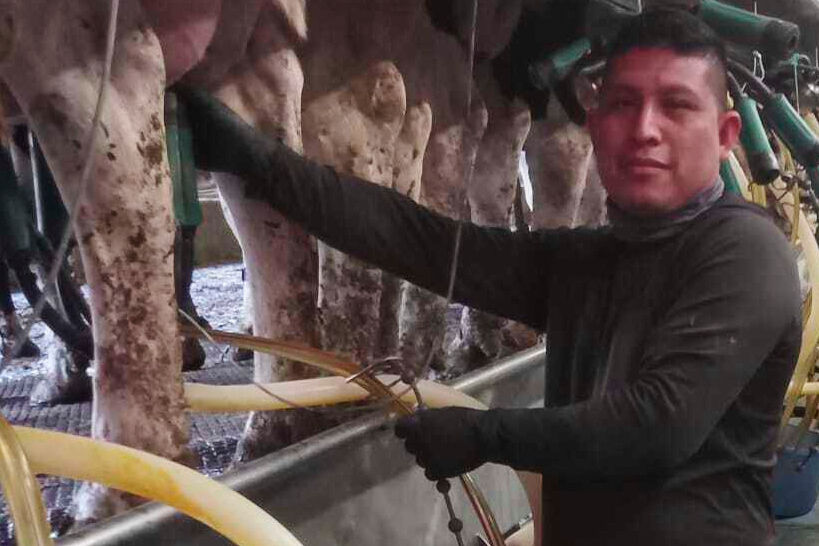 José Molina-Aguilar works milking cows on a Vermont dairy farm on June 20, 2025. 