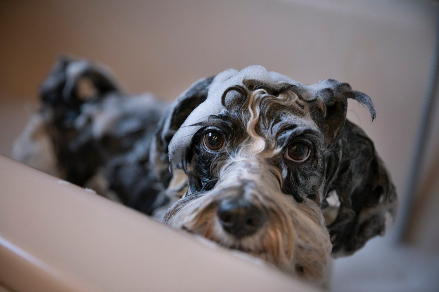 Photo: A dog covered in froth and foam.