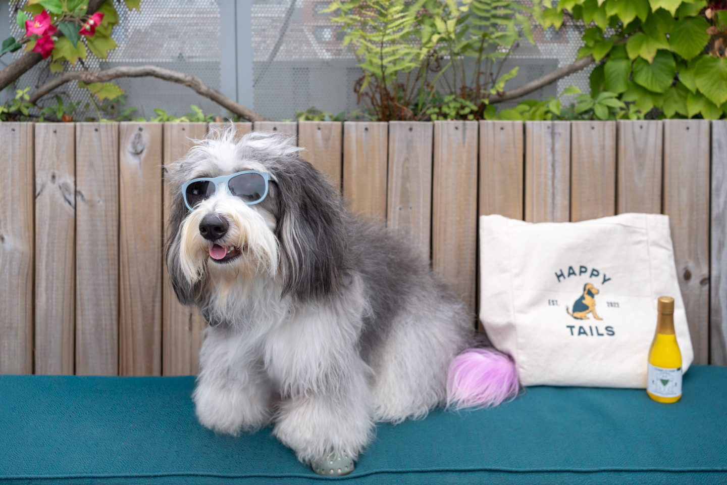 A dog chilling on a day bed