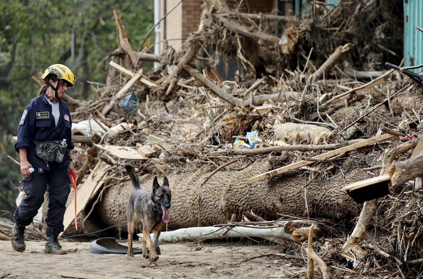 A german shepherd and a FEMA worker search for damage and victims in the wake of Hurricane Helen. They walk next to a pile of branches and debris.