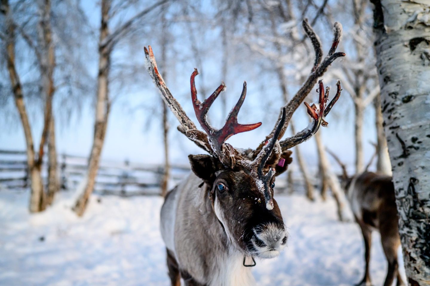 Reindeer