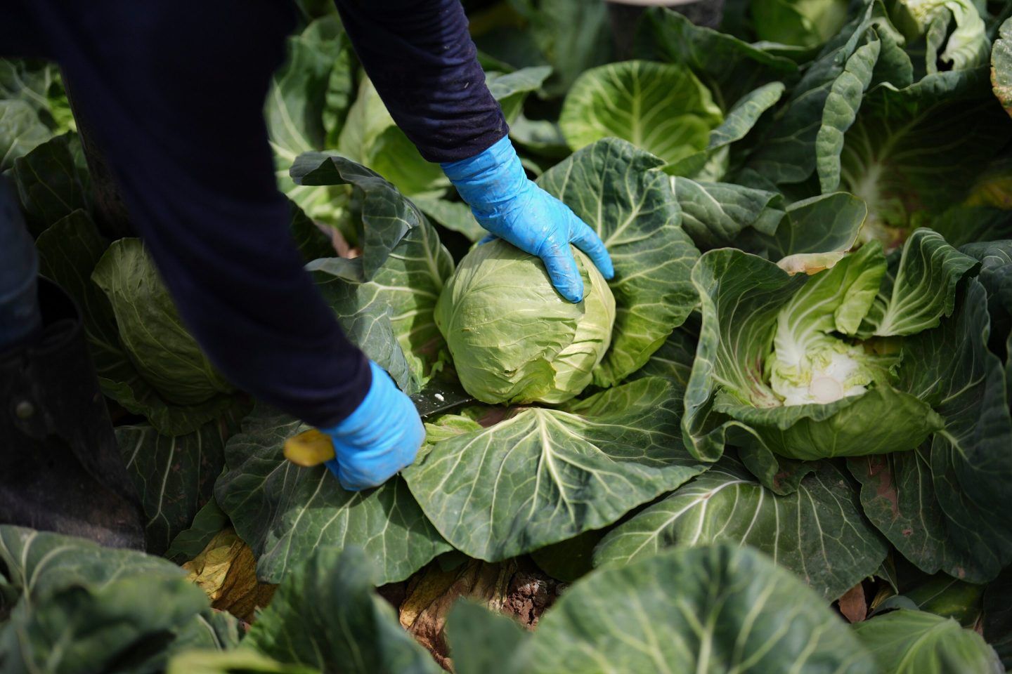 Farming cabbage