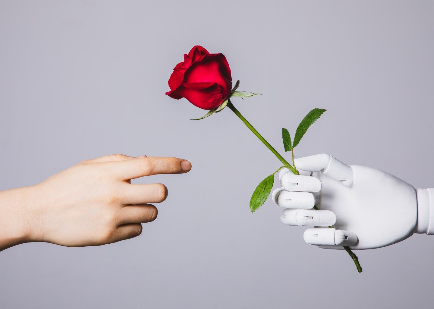Hand hand taking a rose from a robot hand.