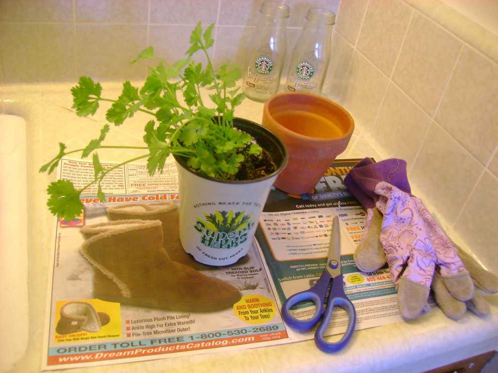 Featured Photo of How To Grow Cilantro In Soil Or In Pot