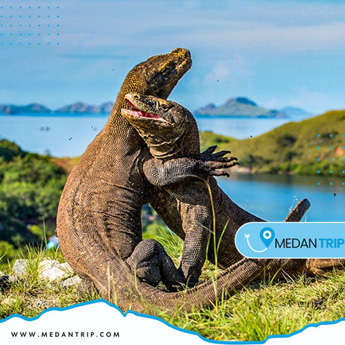 Image of: Pink Beach, Keajaiban Alam di Pulau Komodo yang Wajib Dikunjungi!