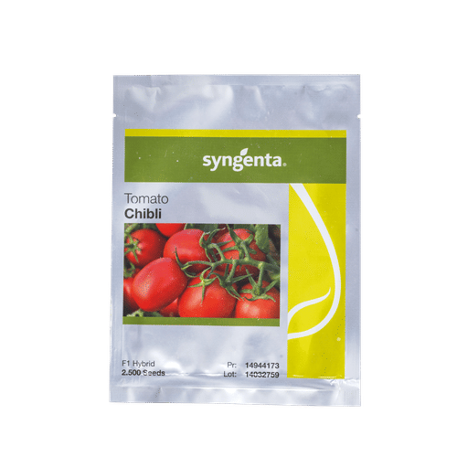 SEED-CO CHIBLI TOMATO 2500 SEEDS