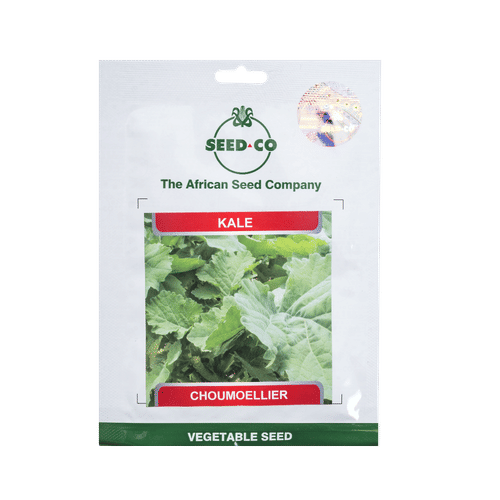 SEED-CO CHOUMOLIER KALE SEEDS