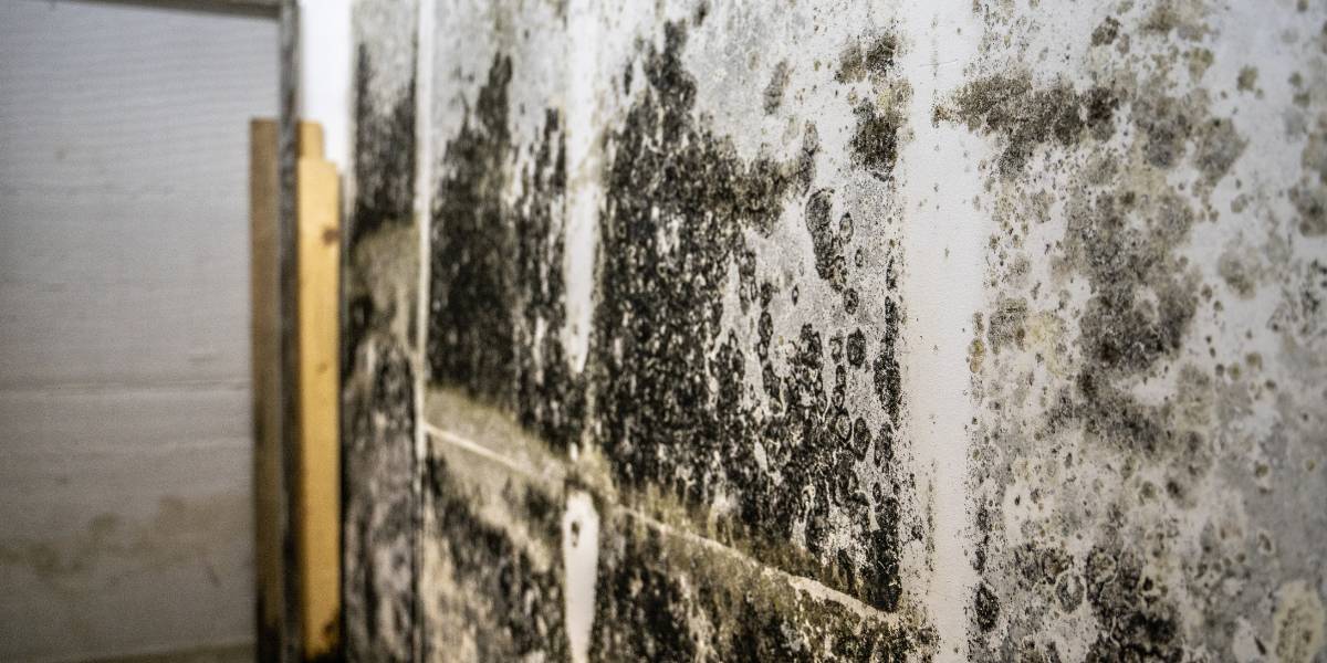 FAQS about Local Mold Removal Company Services in Poway, CA