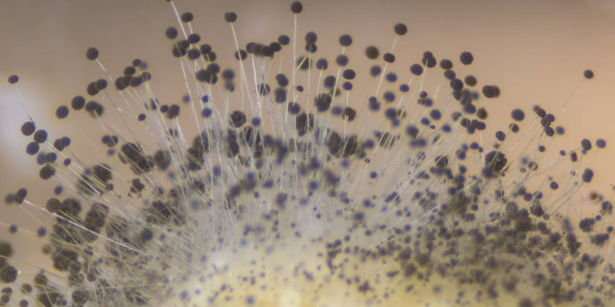Best Mold Inspection Services in Corona, CA