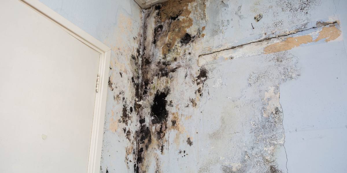 FAQS about Mold and Mildew Removal Services in Teaneck, NJ