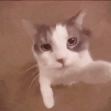 Kucing
