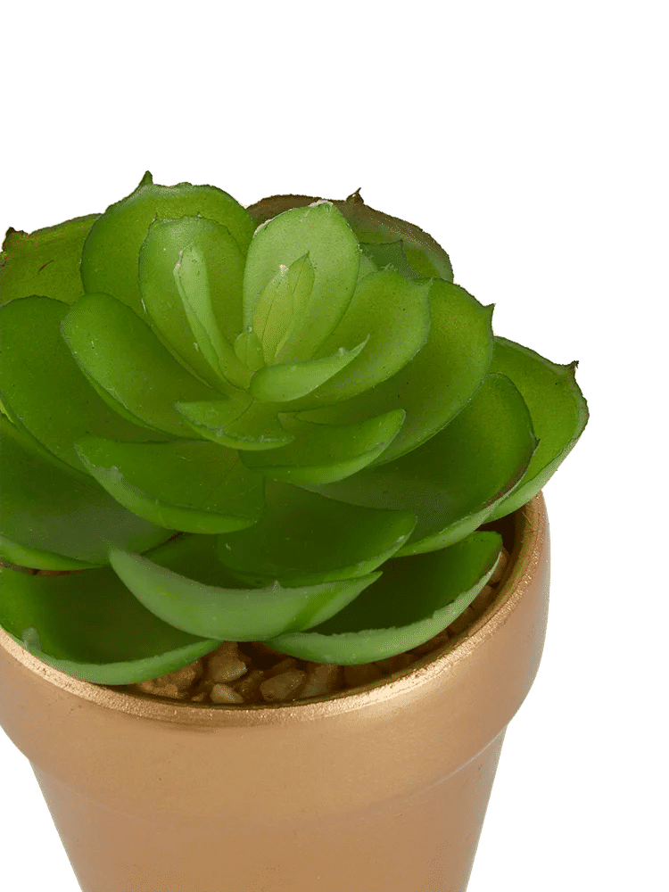 Gold Artificial Succulent Pot (3)