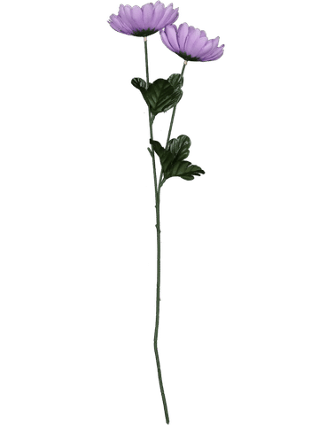 Single Dahlia Flower