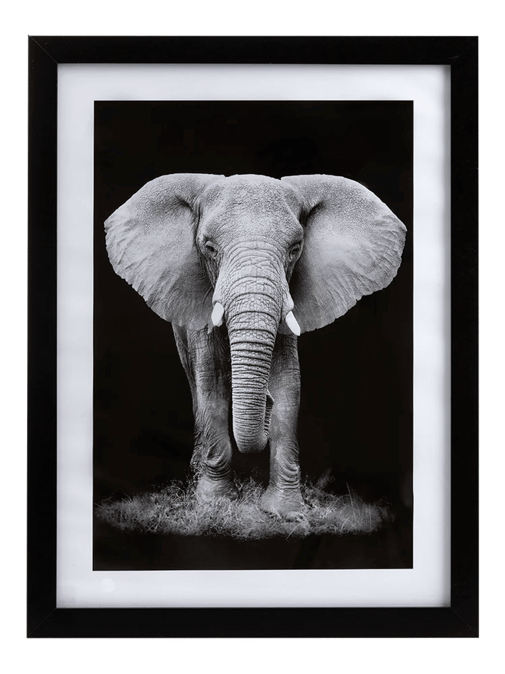 Striking Black And White Animal Framed Print