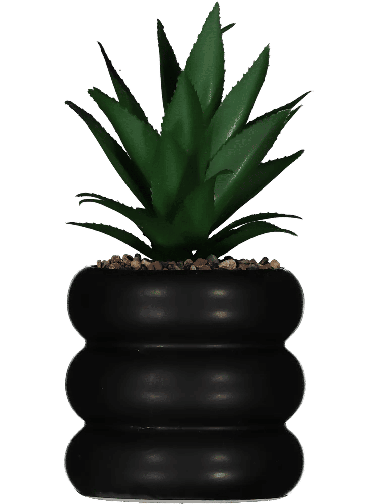 Bobble Pot Succulent