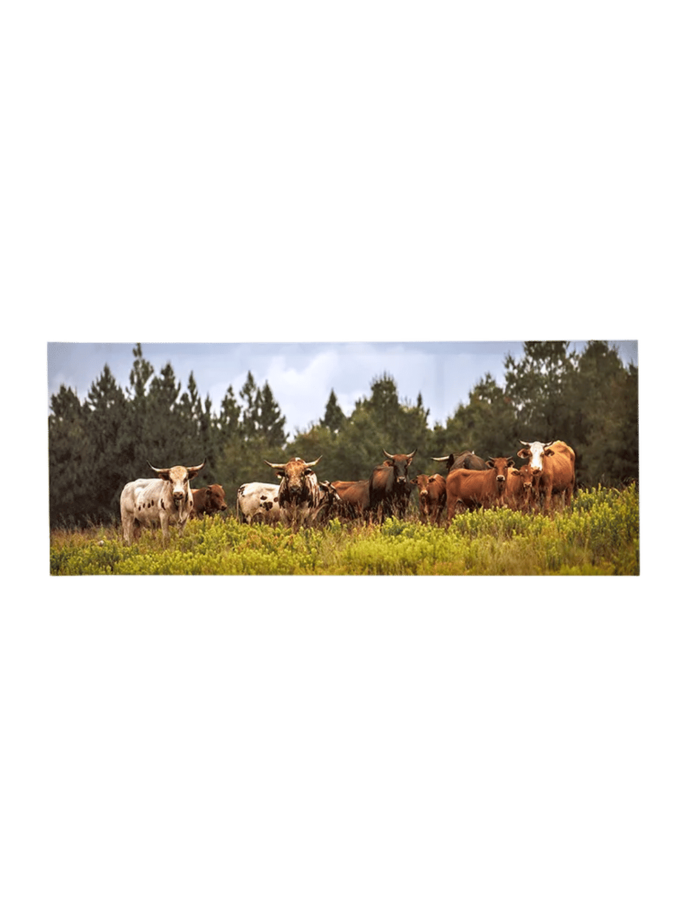 Panoramic Nguni Cattle Wall Art