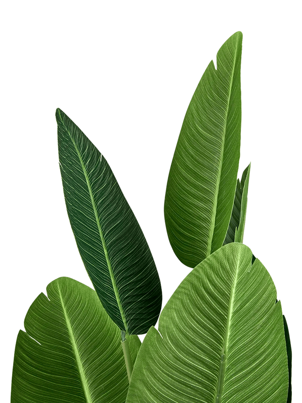 Artificial Potted Banana Leaf (1)