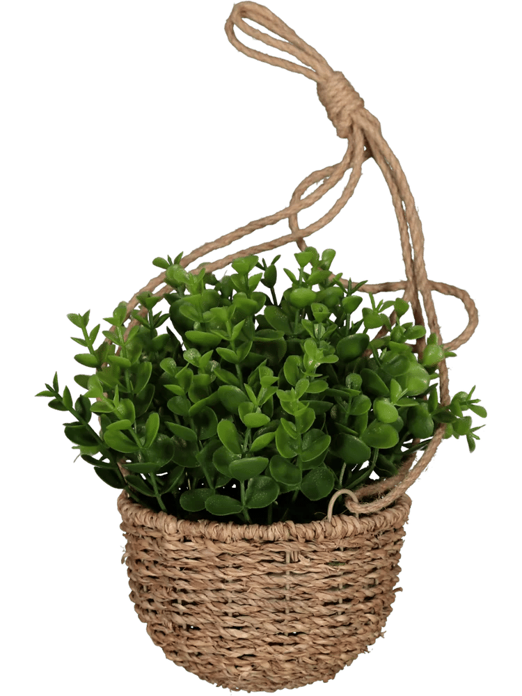 Hanging Basket Plant