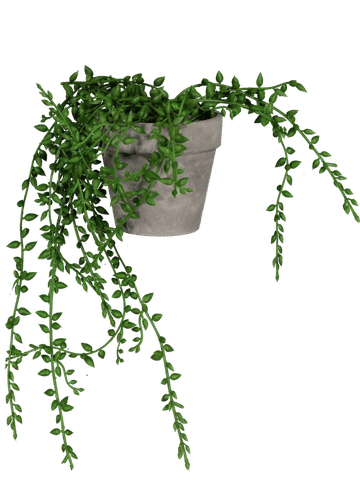 Beaded Trailing Plant