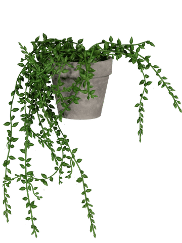 Beaded Trailing Plant