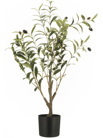Olive Tree