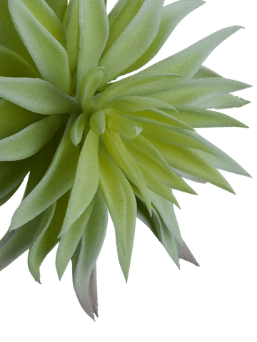 Air Plant