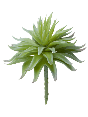 Air Plant
