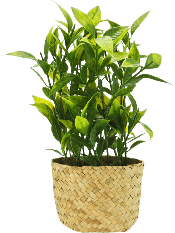 Basket Potted Plants