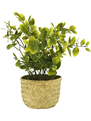 Basket Potted Plants