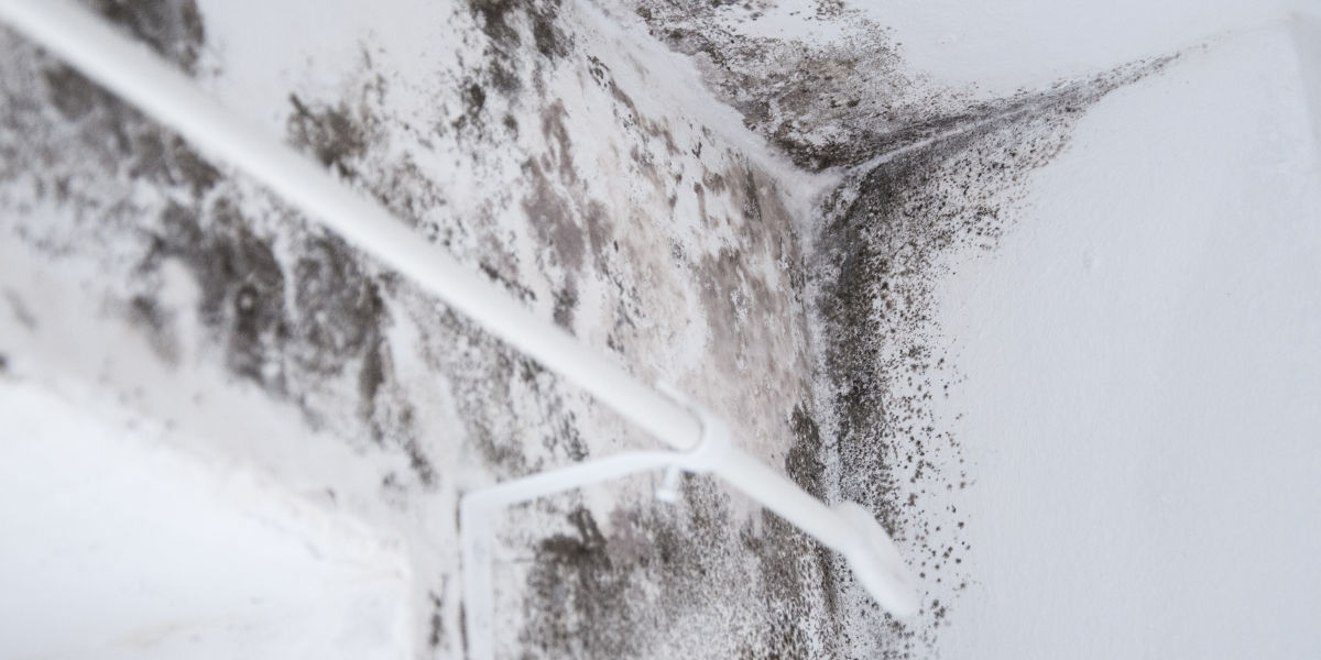 Bathroom Mold Removal in Rye, NH