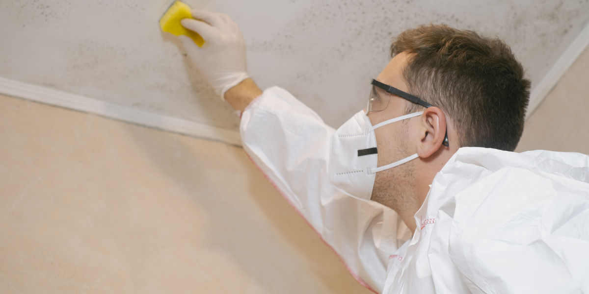 FAQS about Black Mold Remediation Services in Pullman, WV