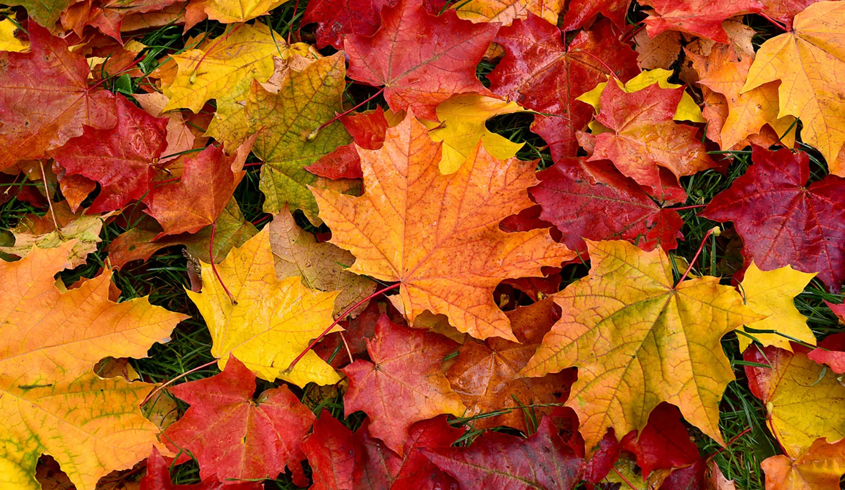 Poartă-ți toamna – stilat, în culori!