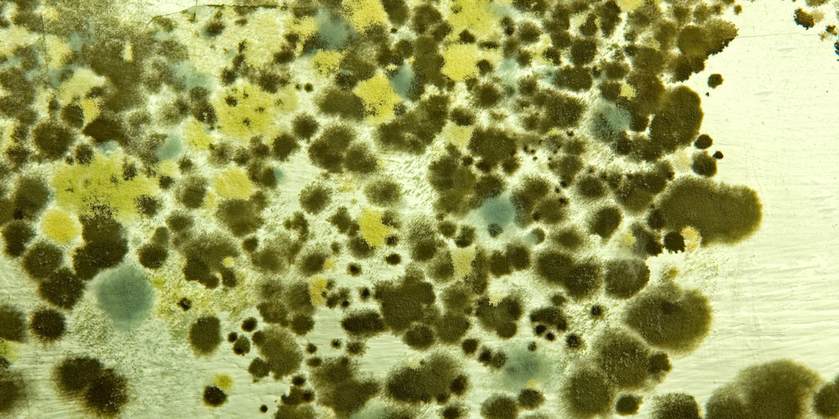 FAQS about Mildew Removal Services in Papaaloa, HI