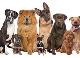 dog breed trivia quiz